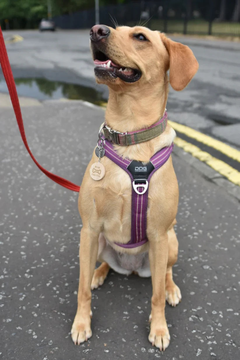 Dog Name Tag - Round
