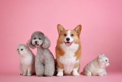 Pet Accessories