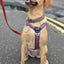 Wooden Dog Name Tag